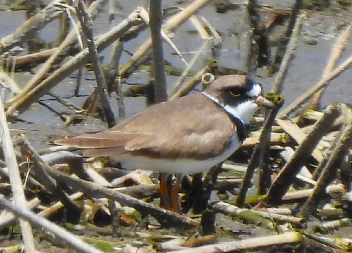Semipalmated Plover - ML618193252