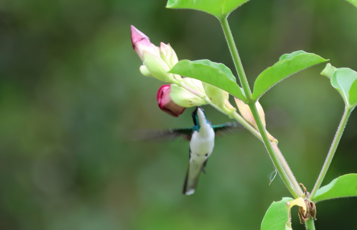 kolibřík purpurovohlavý - ML618193281