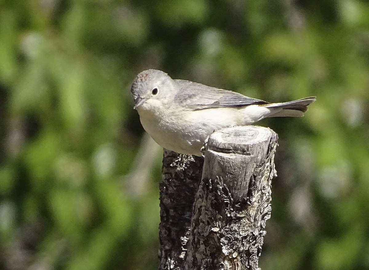 Lucy's Warbler - ML618193285