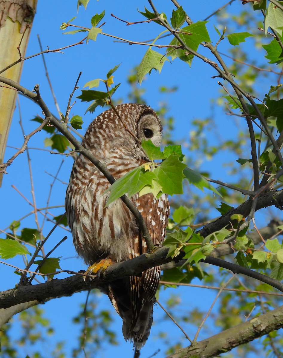 Barred Owl - ML618193315