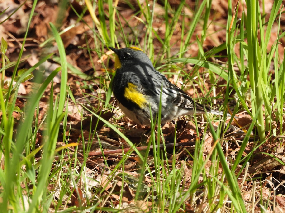 Yellow-rumped Warbler (Audubon's) - Mark Stevens