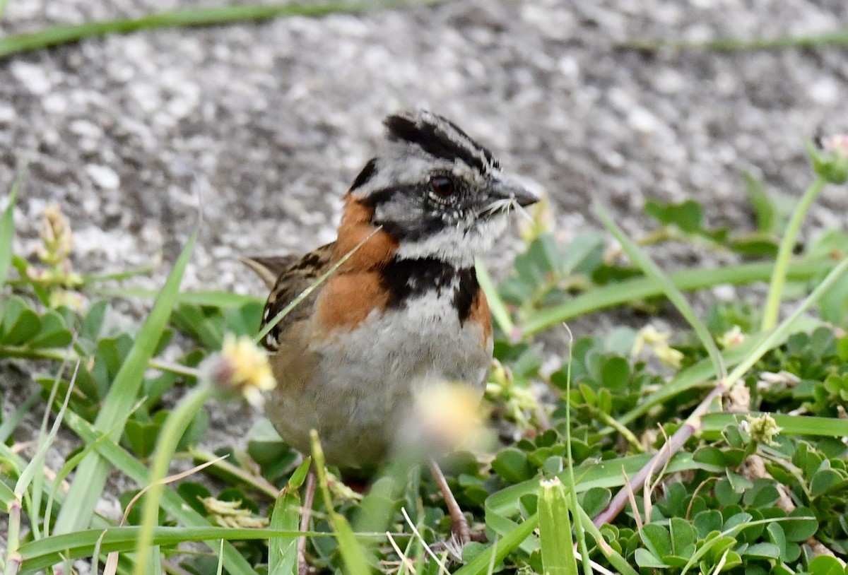Rufous-collared Sparrow - ML618193370