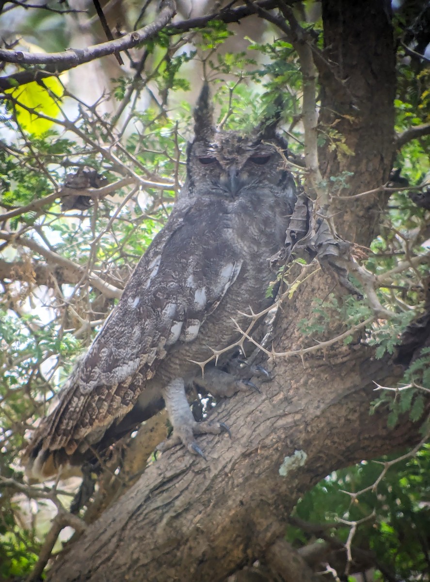 Grayish Eagle-Owl - ML618193472