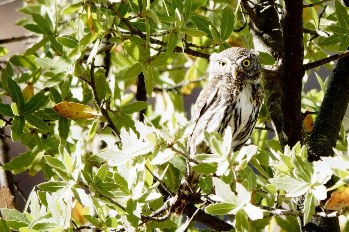 Northern Pygmy-Owl - ML618193489