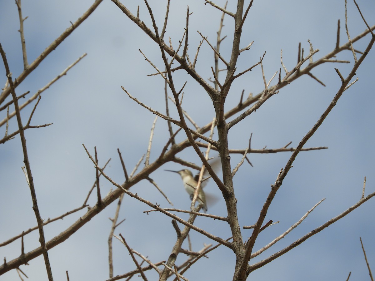 Black-chinned Hummingbird - ML618193499