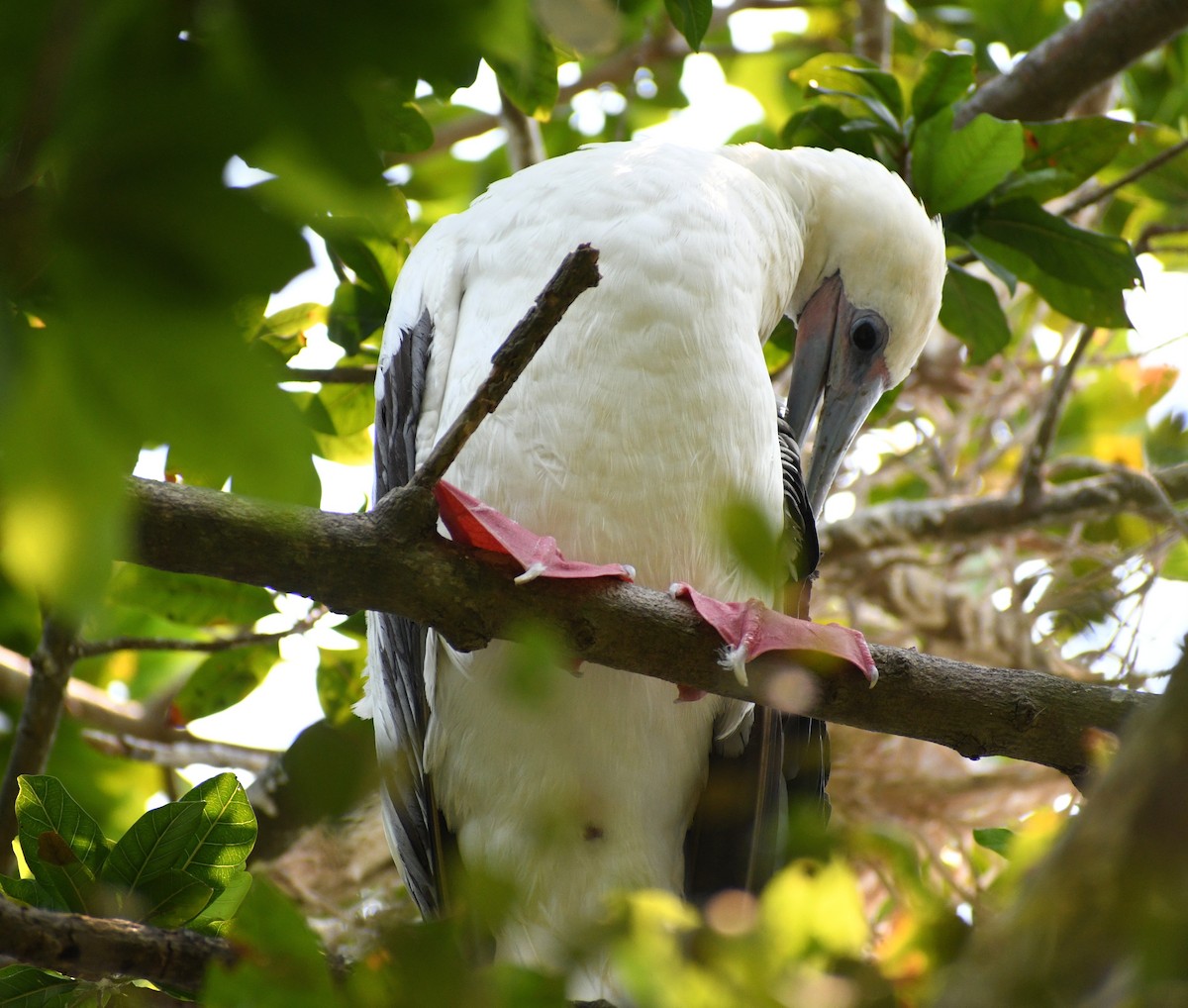 Red-footed Booby - ML618193511