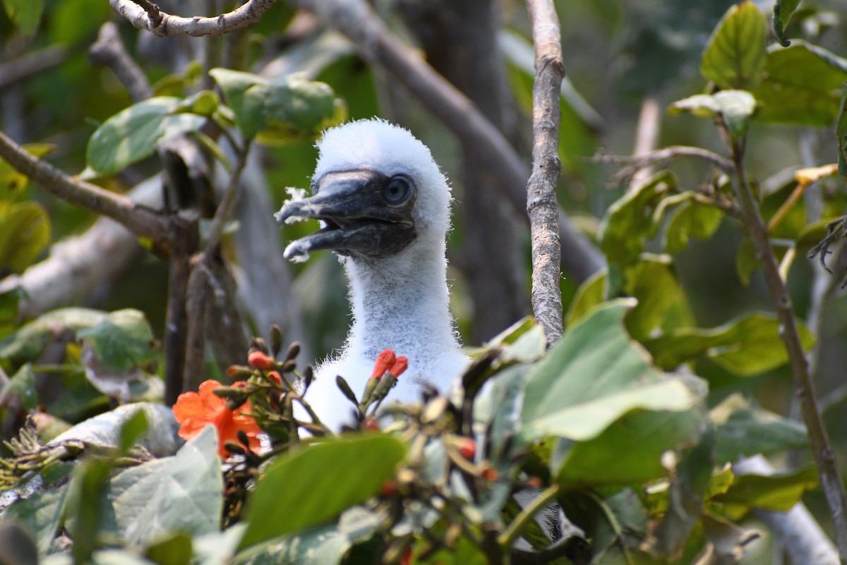 Red-footed Booby - ML618193512