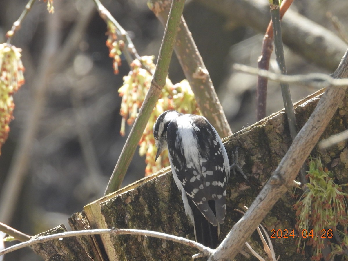 Hairy Woodpecker - ML618193532