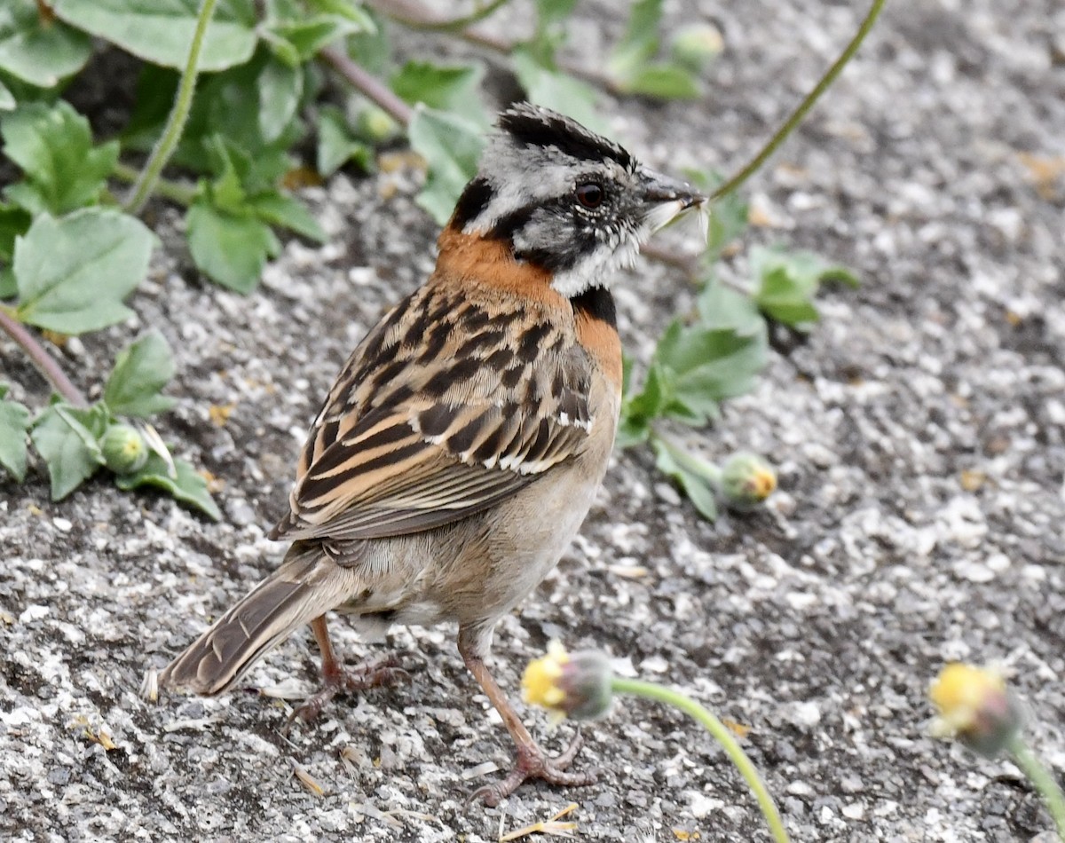 Rufous-collared Sparrow - Ana Arauz