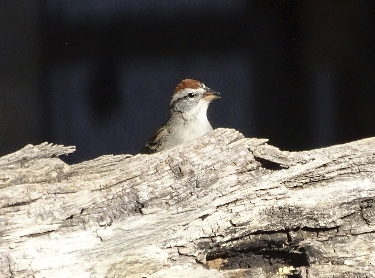 Chipping Sparrow - ML618193660