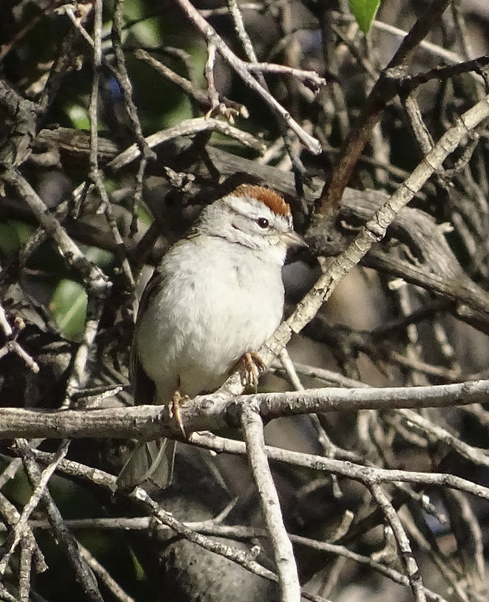 Chipping Sparrow - ML618193661