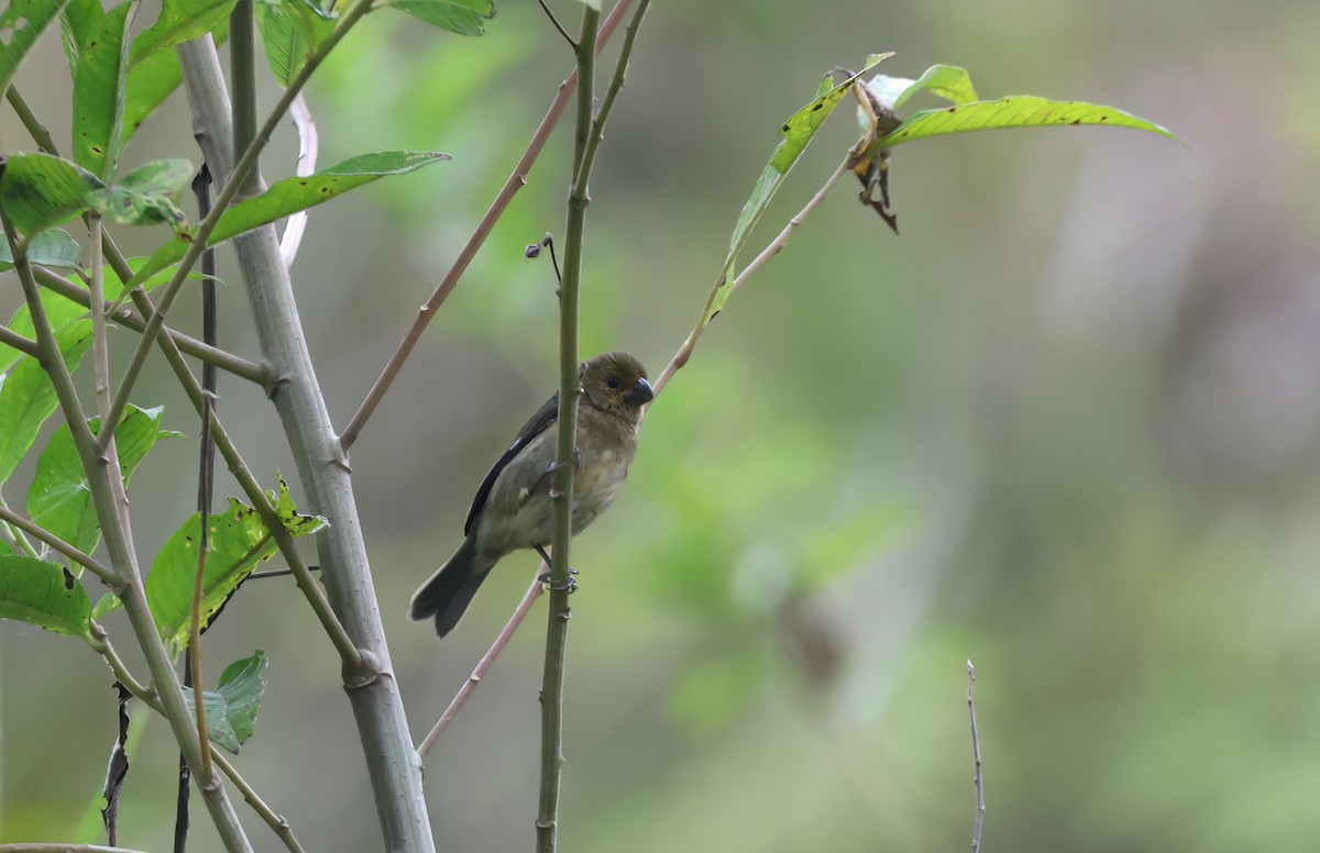 Variable Seedeater - ML618193678