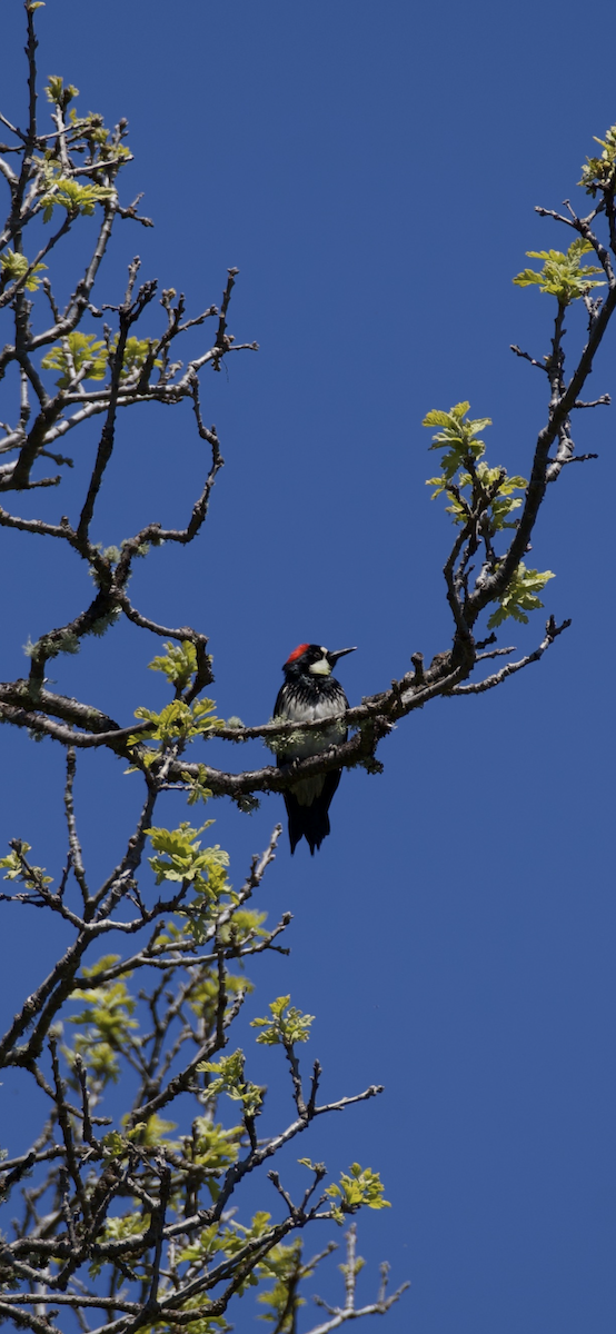 Acorn Woodpecker - ML618193696