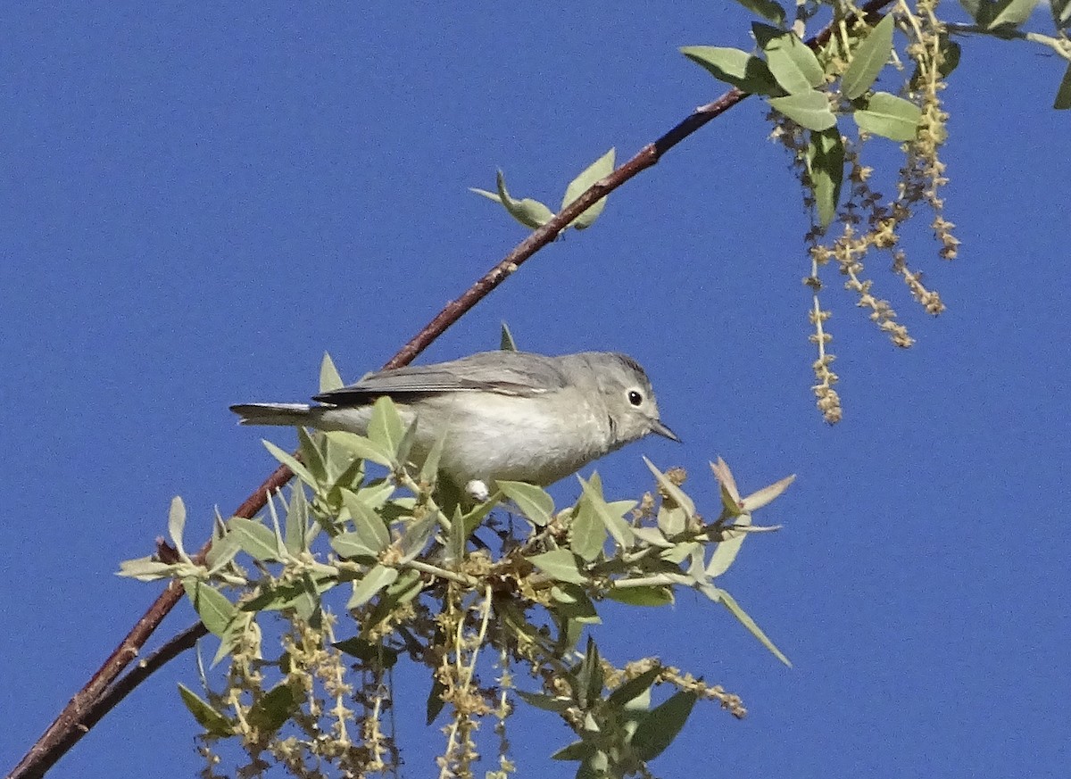 Lucy's Warbler - ML618193709