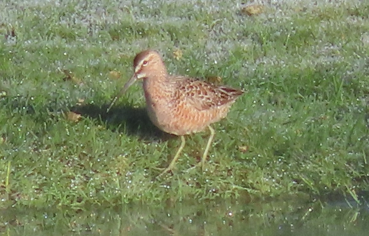 Long-billed Dowitcher - ML618193713