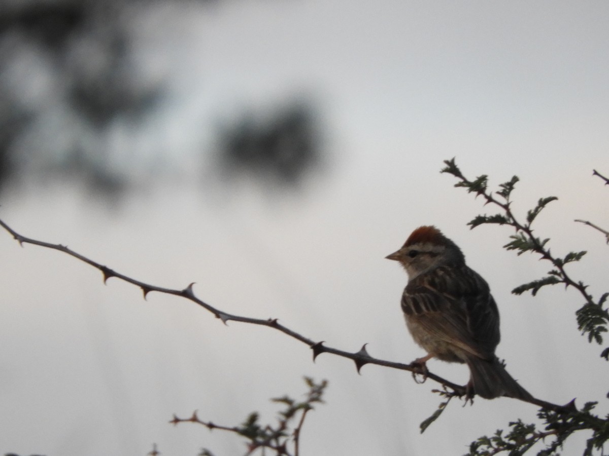 Chipping Sparrow - ML618193729