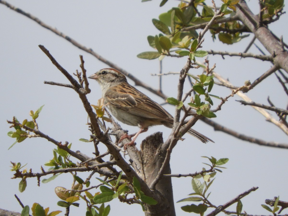 Chipping Sparrow - ML618193730