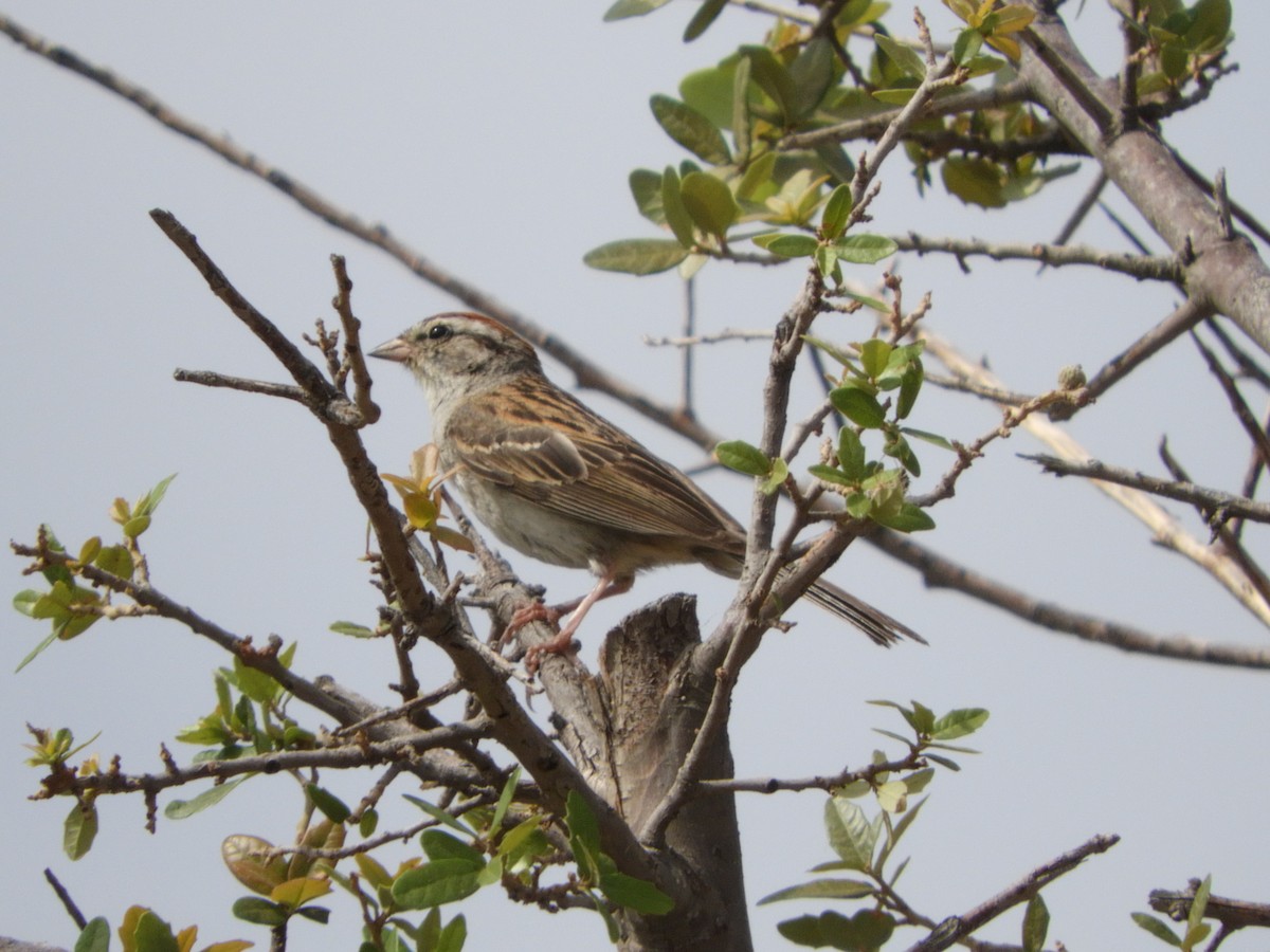 Chipping Sparrow - ML618193731