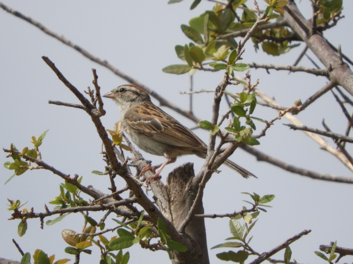 Chipping Sparrow - ML618193732