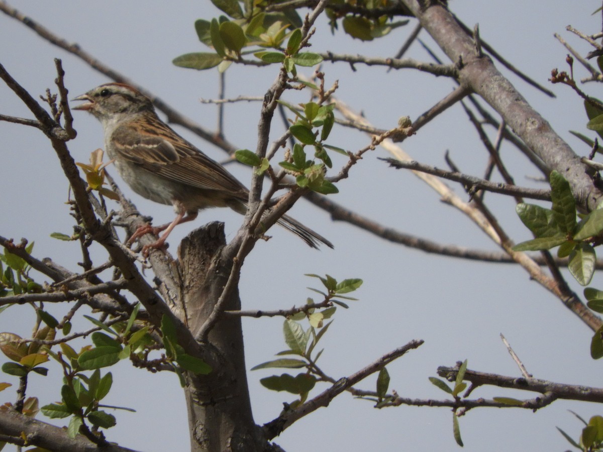 Chipping Sparrow - ML618193733