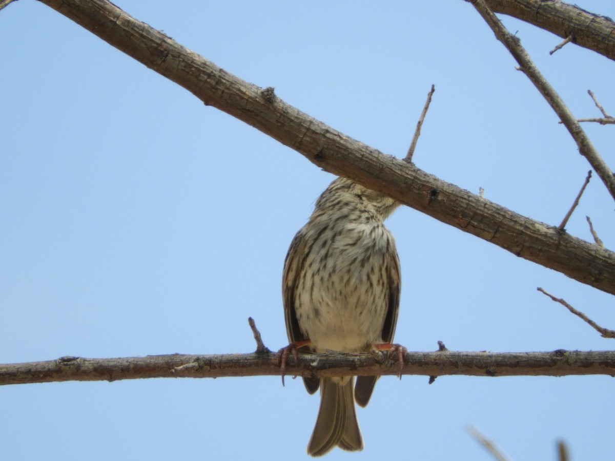 Savannah Sparrow - ML618193748