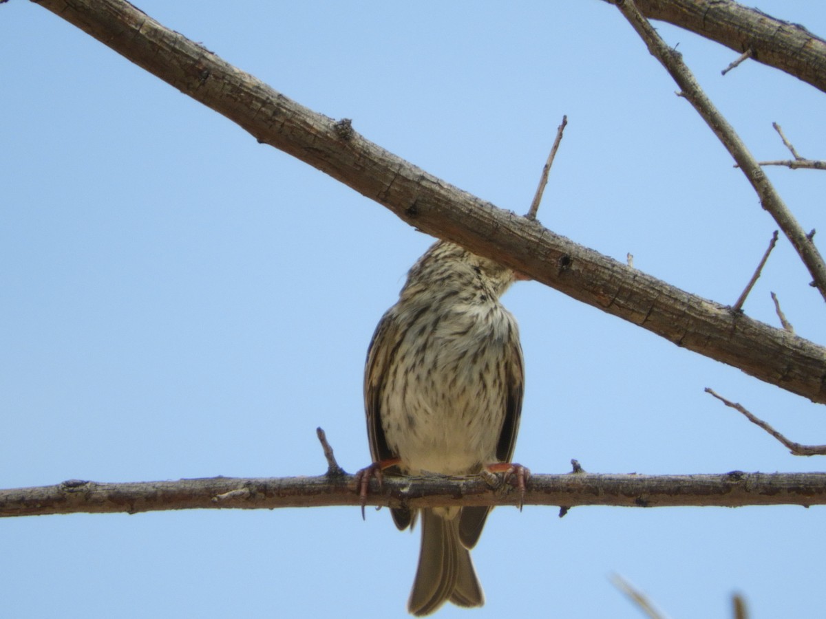 Savannah Sparrow - ML618193749