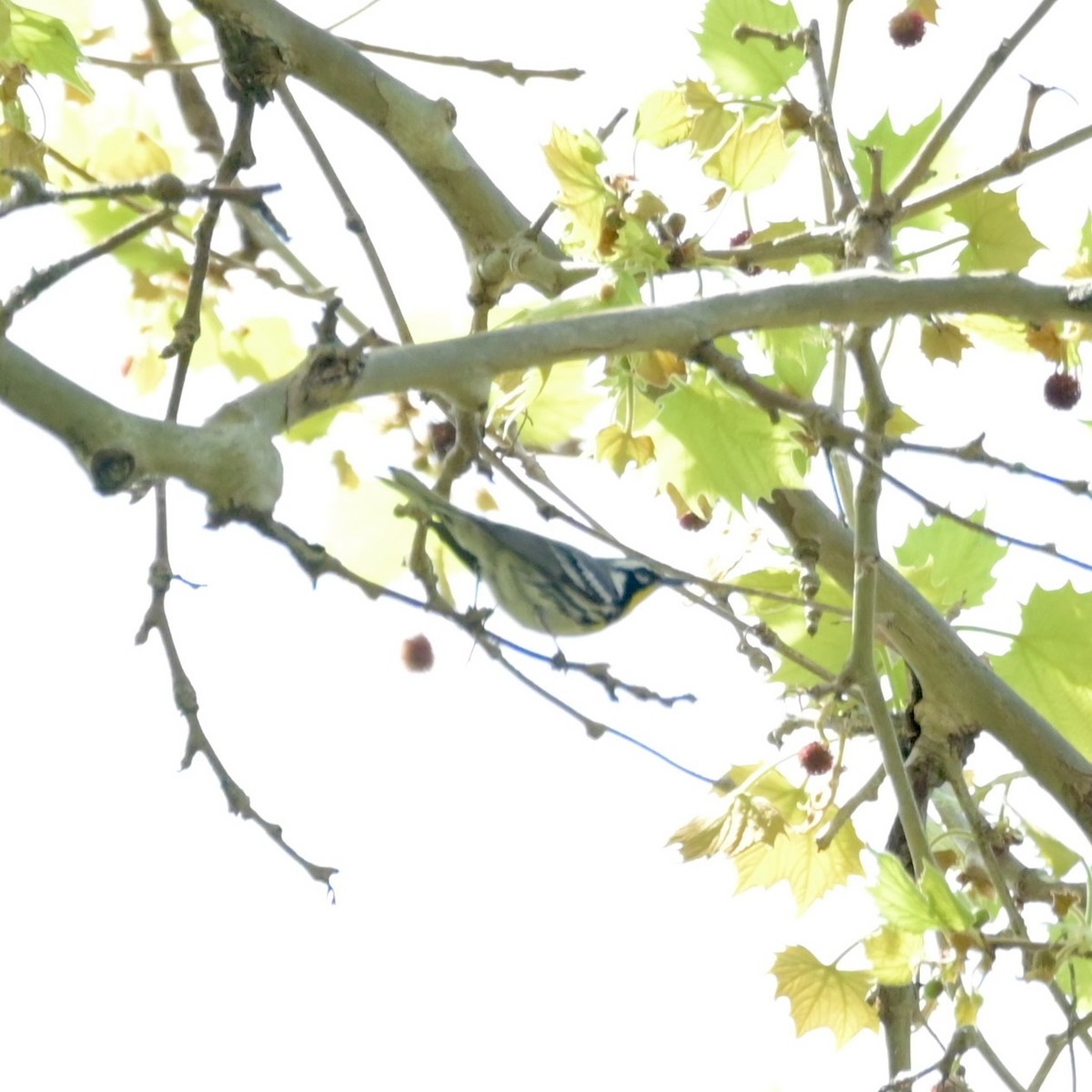 Yellow-throated Warbler - ML618193752