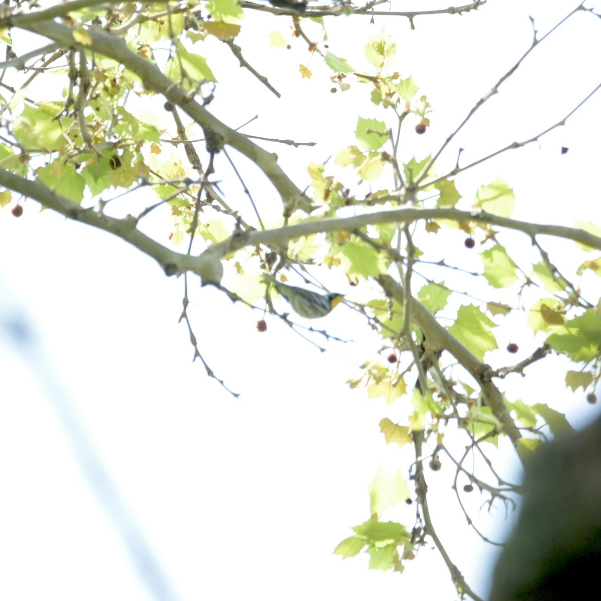 Yellow-throated Warbler - ML618193753