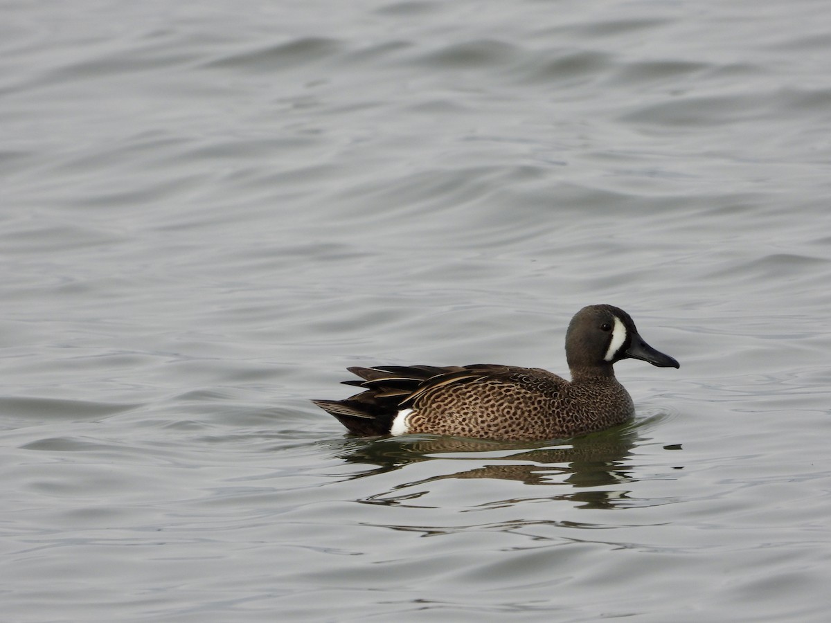 Blue-winged Teal - ML618193759