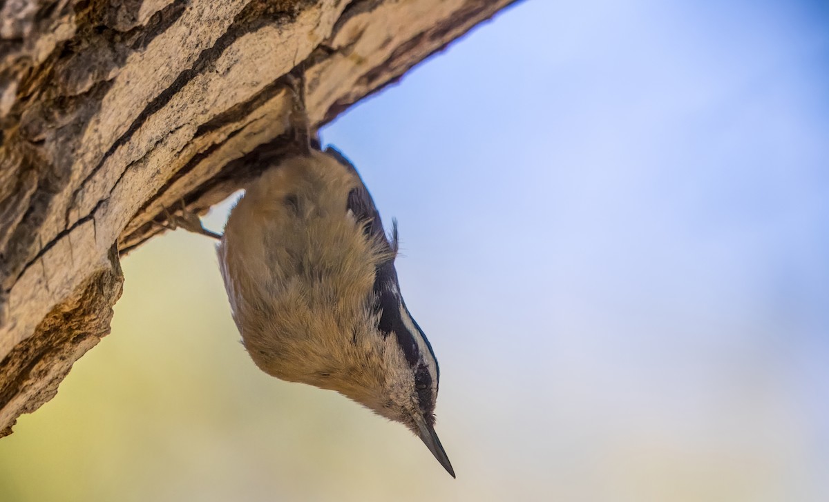 Red-breasted Nuthatch - ML618193812