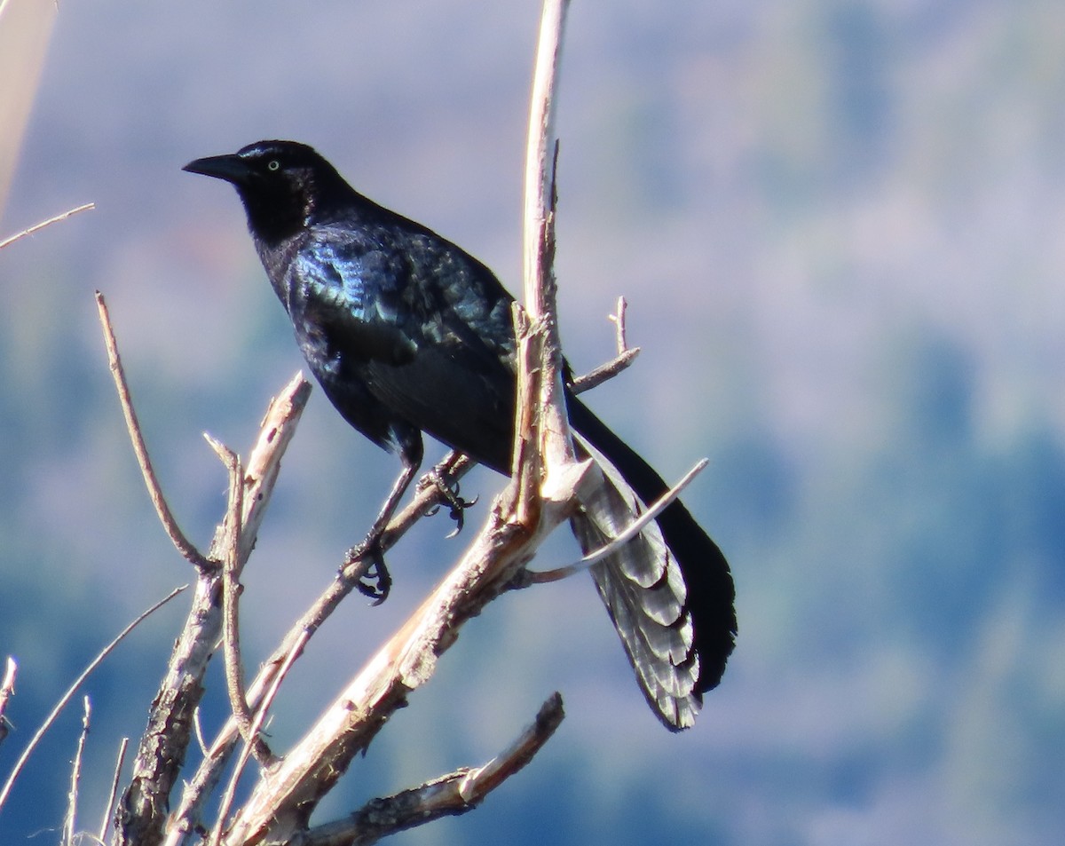 Great-tailed Grackle - ML618193821