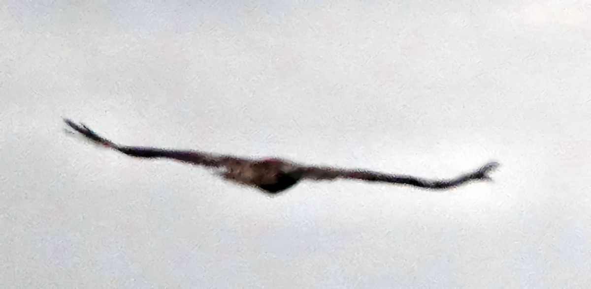 Белоголовый орлан - ML618193826