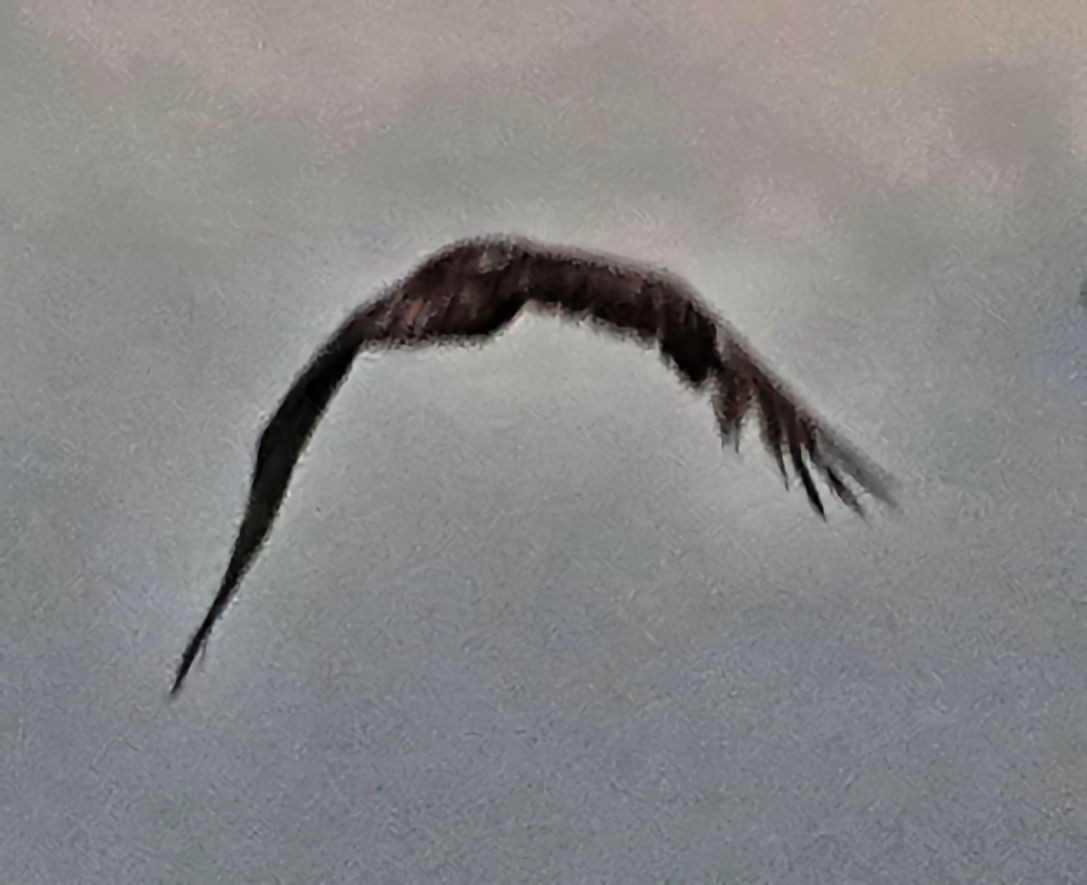 Белоголовый орлан - ML618193829
