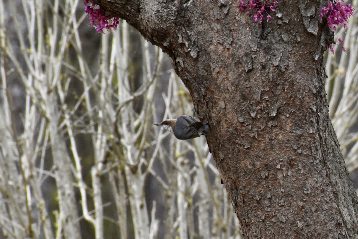 Brown-headed Nuthatch - Courtney Ables