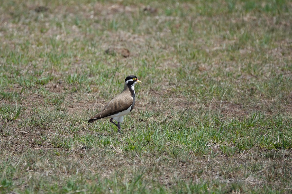 Banded Lapwing - ML618193852