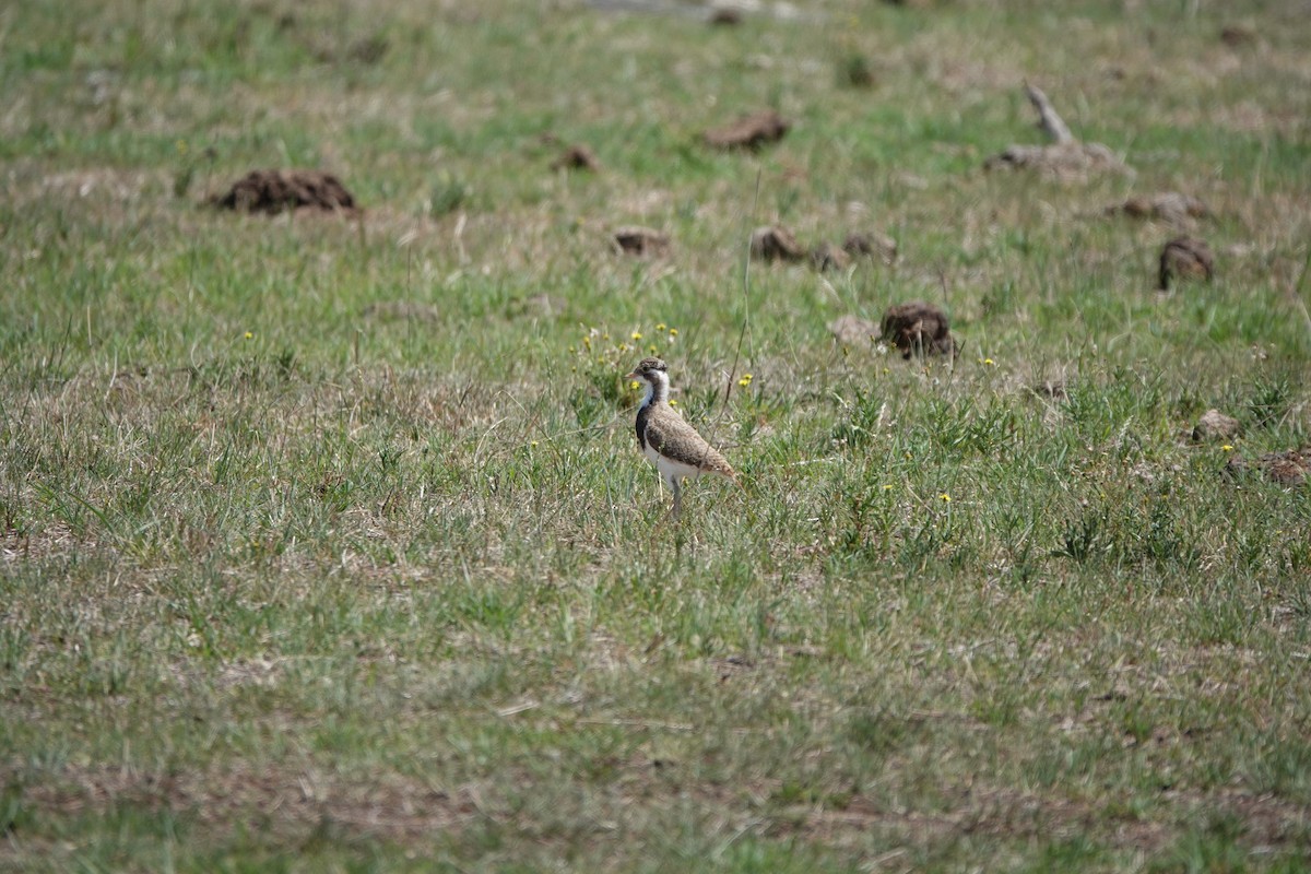 Banded Lapwing - ML618193853