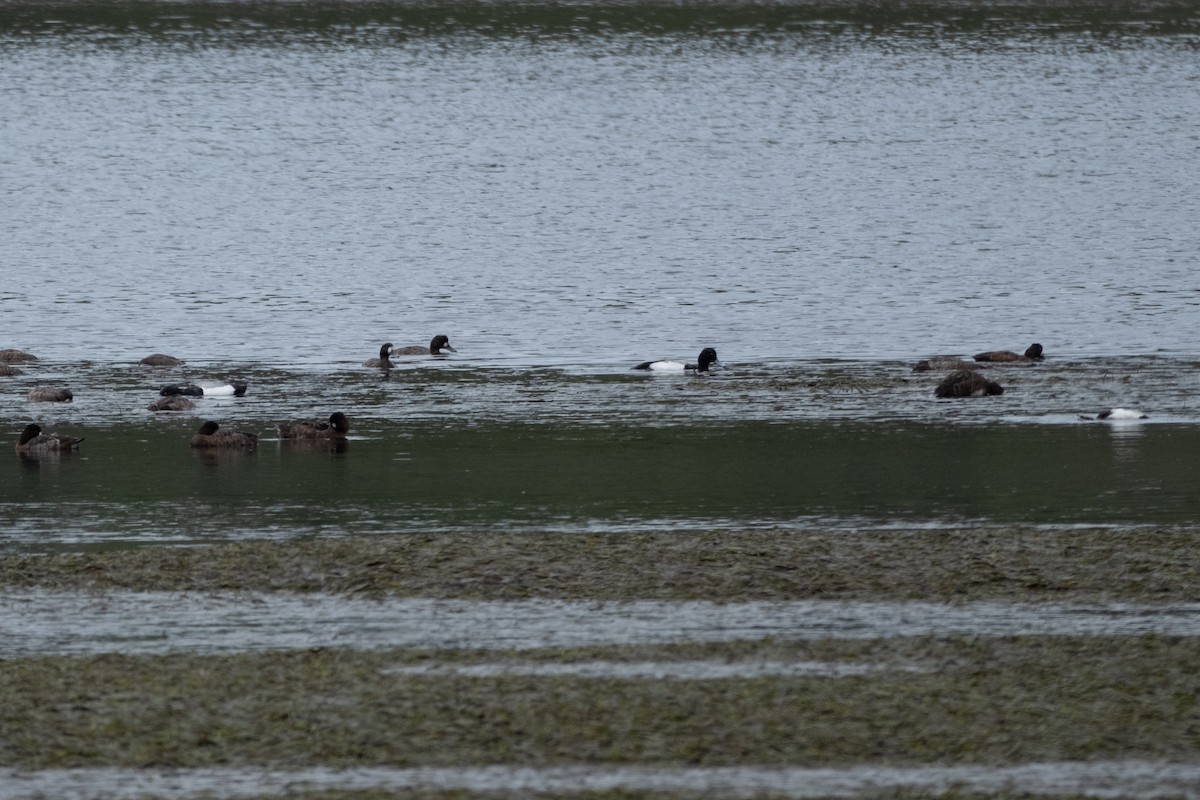 Greater/Lesser Scaup - ML618193865