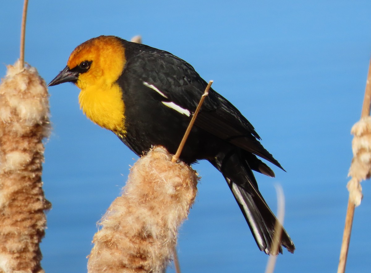 Yellow-headed Blackbird - ML618193868