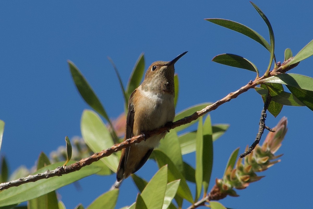 Allen's Hummingbird - Craig Robson