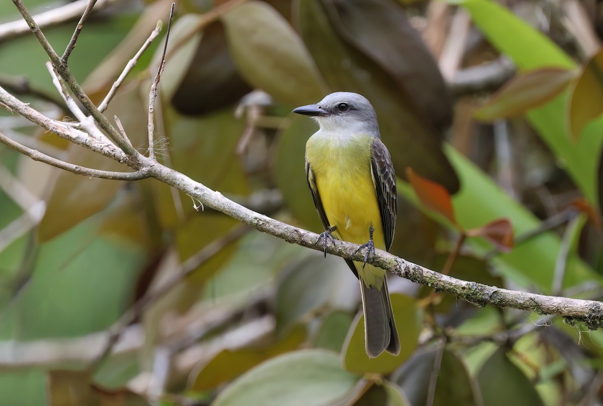 Tropical Kingbird - Channa Jayasinghe
