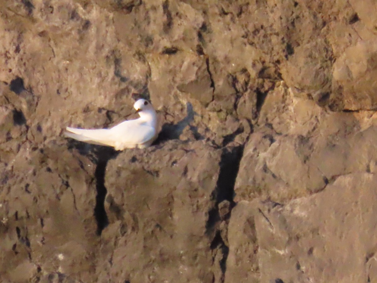 White Tern (Atlantic) - ML618193916