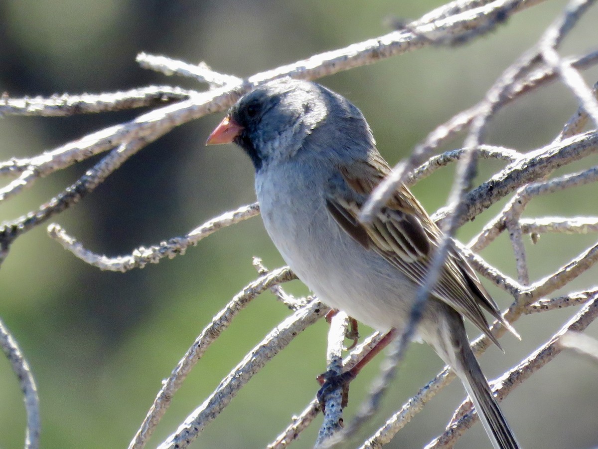 Black-chinned Sparrow - ML618193933