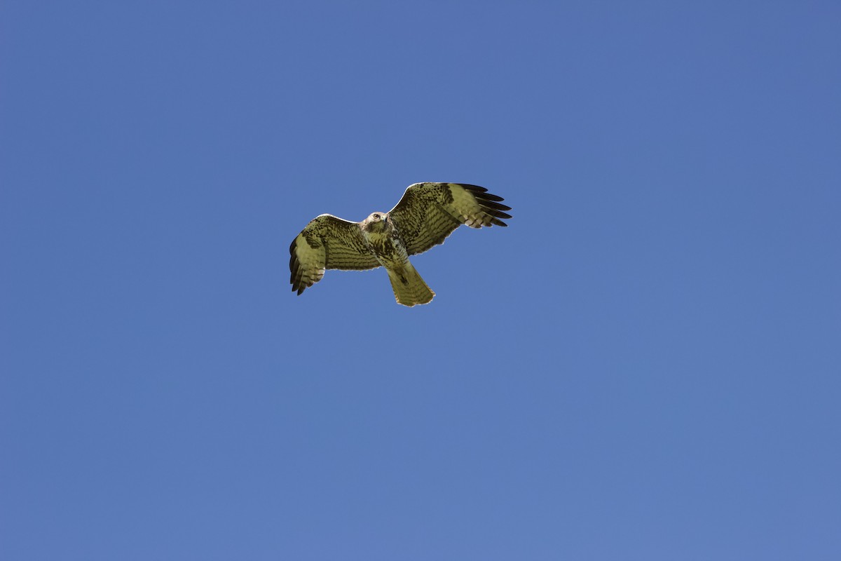Red-tailed Hawk - ML618193959
