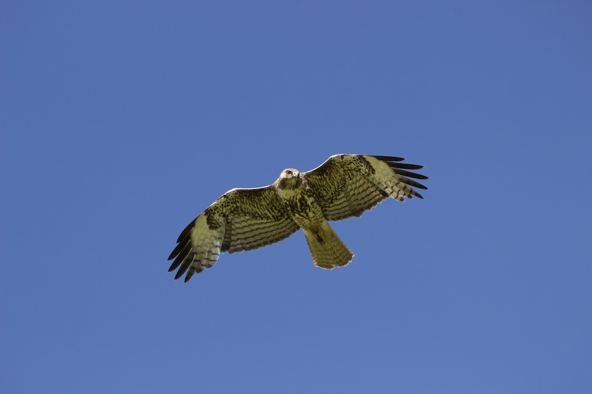 Red-tailed Hawk - ML618193960