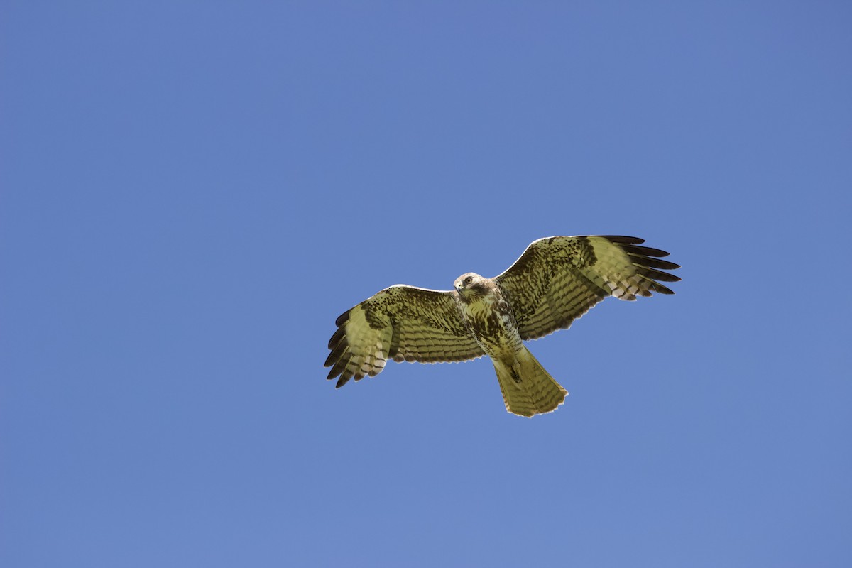 Red-tailed Hawk - ML618193961