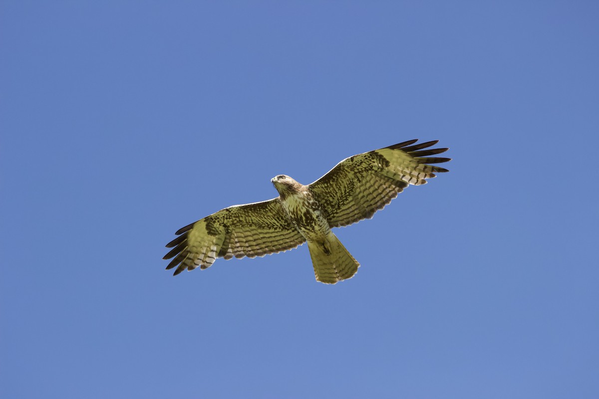 Red-tailed Hawk - ML618193964