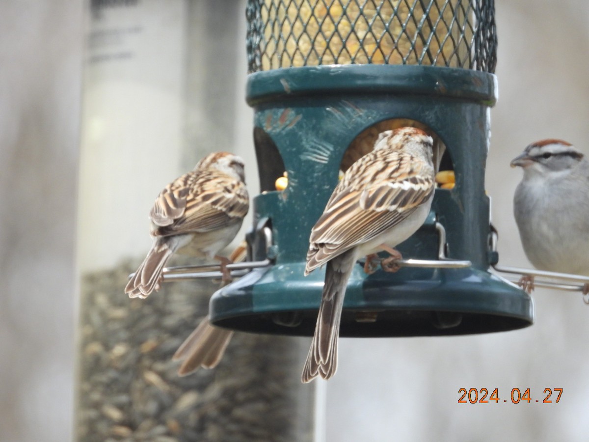 Chipping Sparrow - Lyne Pelletier
