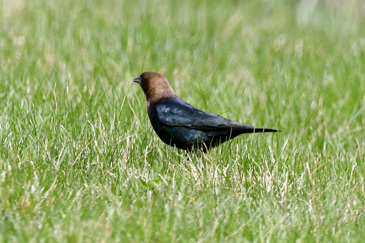 Brown-headed Cowbird - jean pierre machet