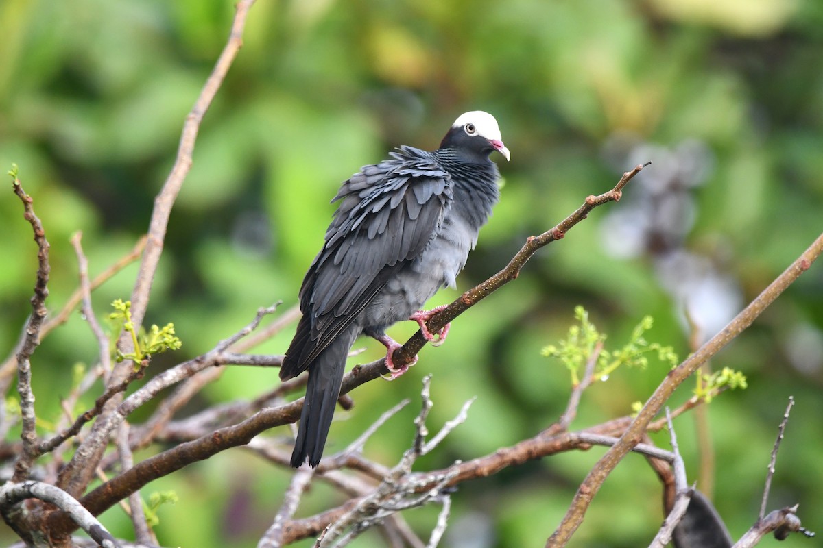 White-crowned Pigeon - ML618194020