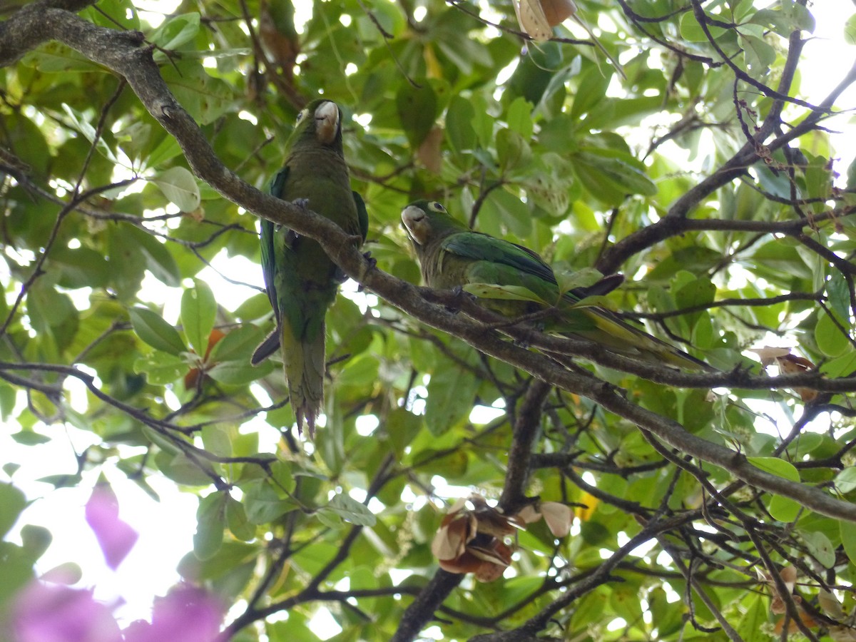 Olive-throated Parakeet - Alex Ennis
